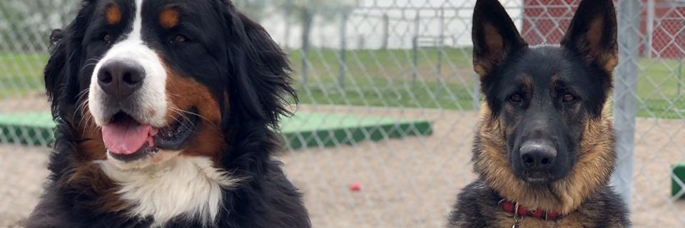 CanineAcresFF's profile banner image