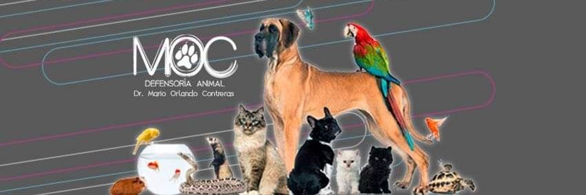 DefensoriaMOC's profile banner image
