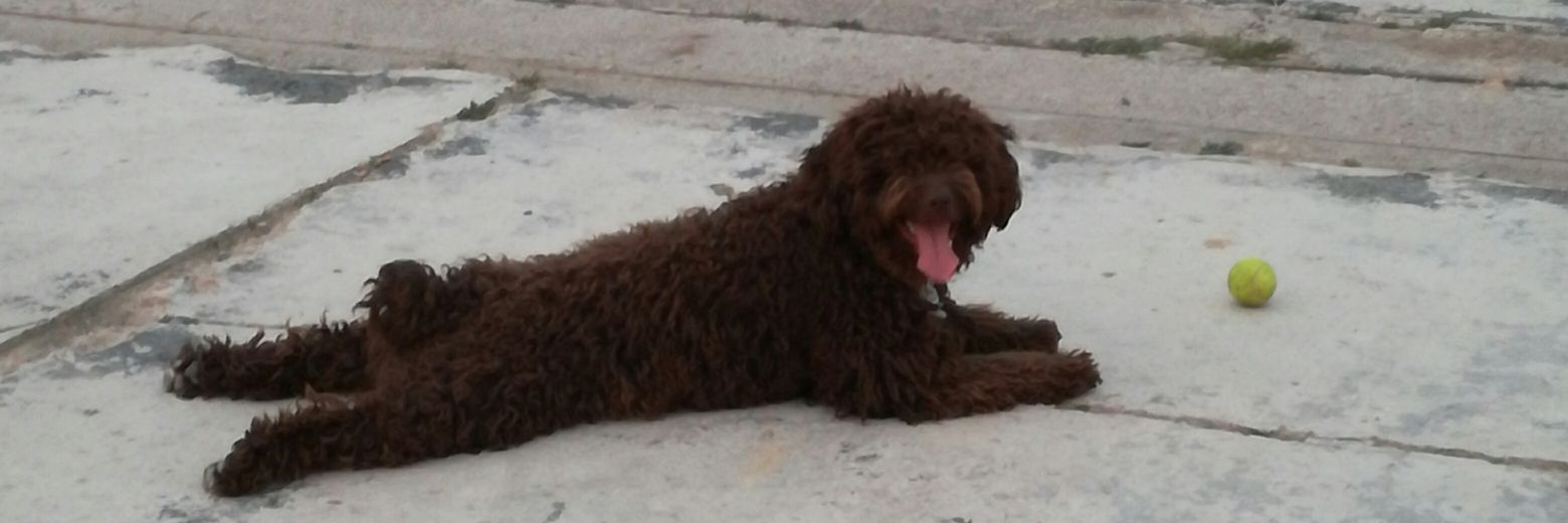 PabloPiqueres4's profile banner image
