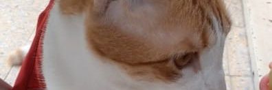 LichuFeder's profile banner image