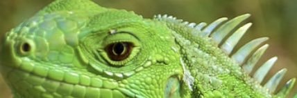 Good take lizard banner