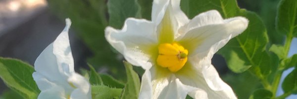 brave_casey Profile Banner