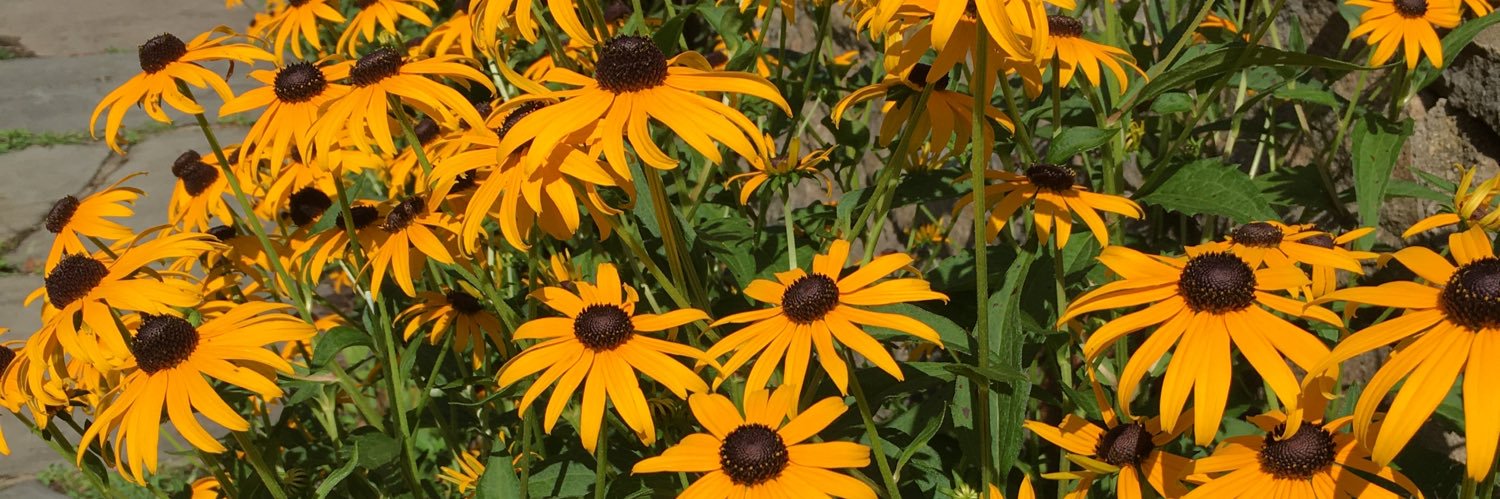 Joyce M Sullivan banner