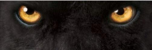Kareem Jamar banner