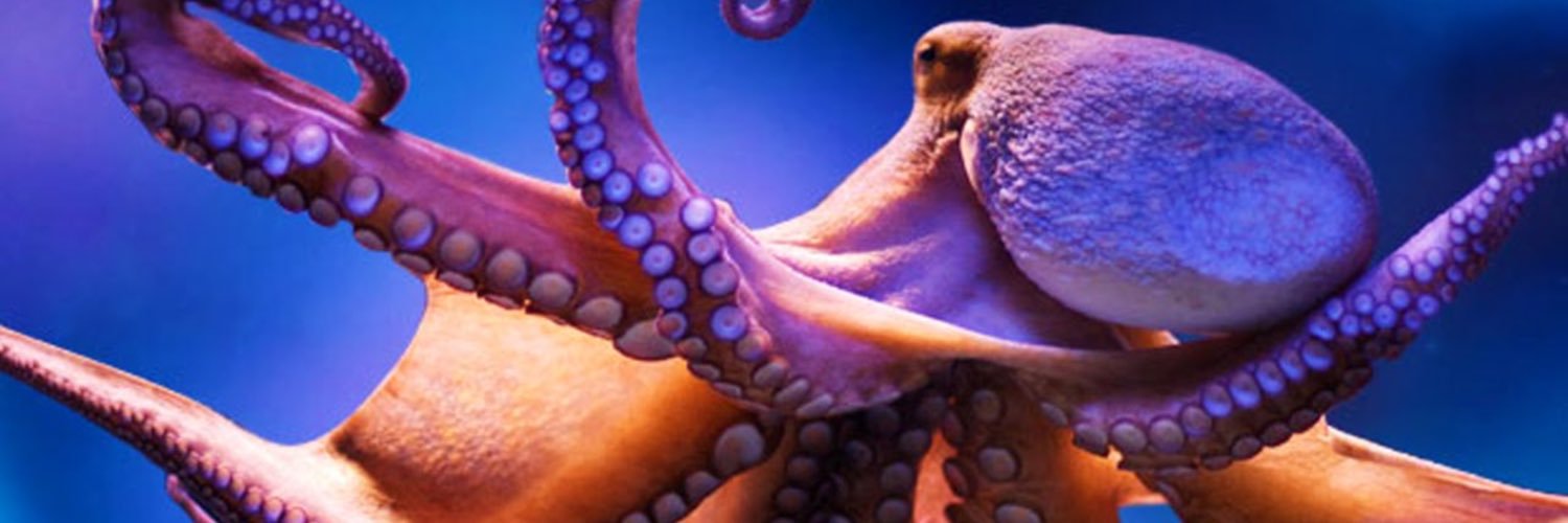 screamingzen's profile banner image