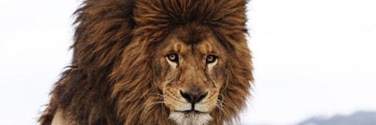 BurnesPeter's profile banner image