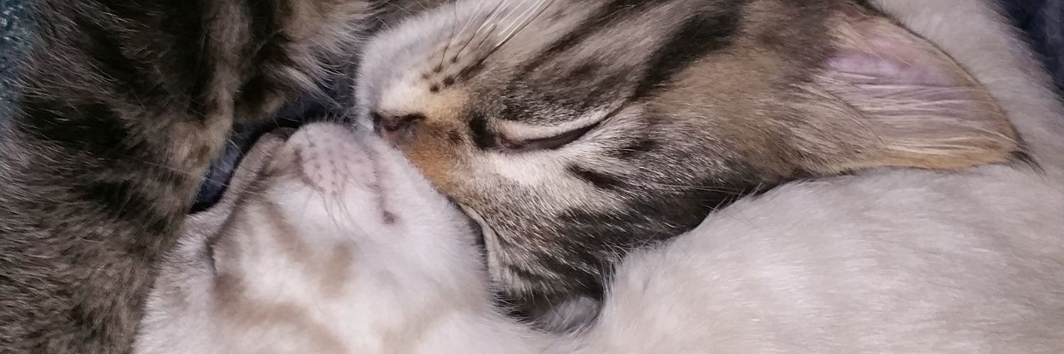 HulcyCook's profile banner image