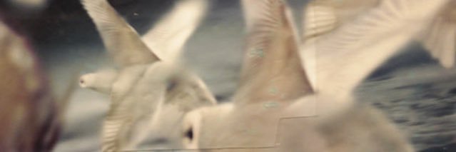 faithinifa's profile banner image