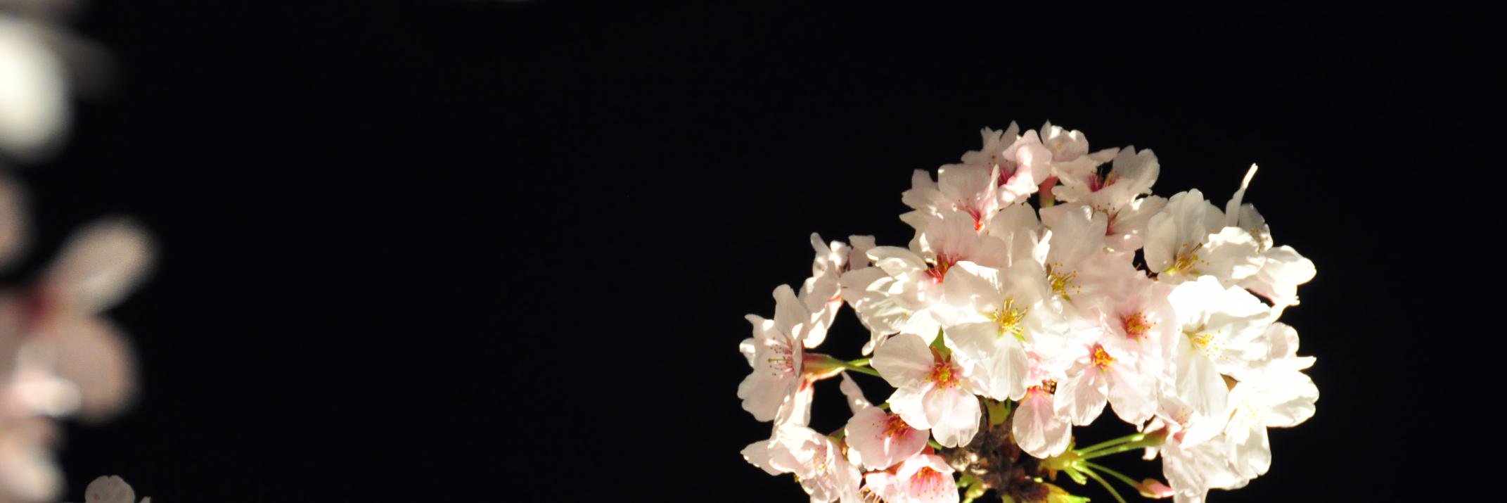 Linda James banner