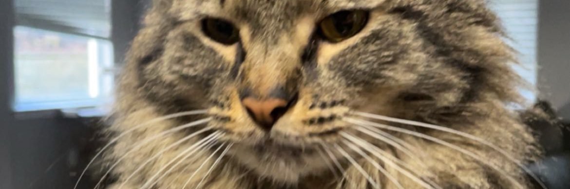 TheBigLem7's profile banner image