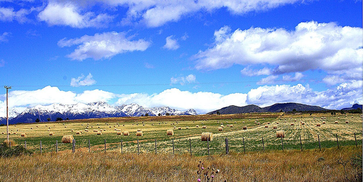 Flor Mc Dougall banner