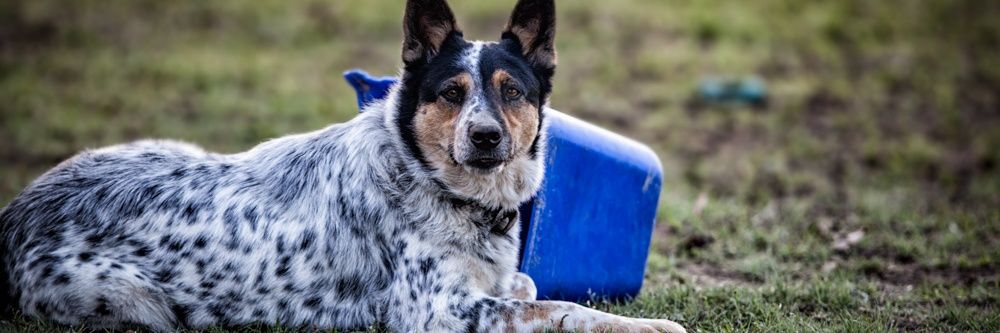 RobJ- #2A Scholar in Texas banner