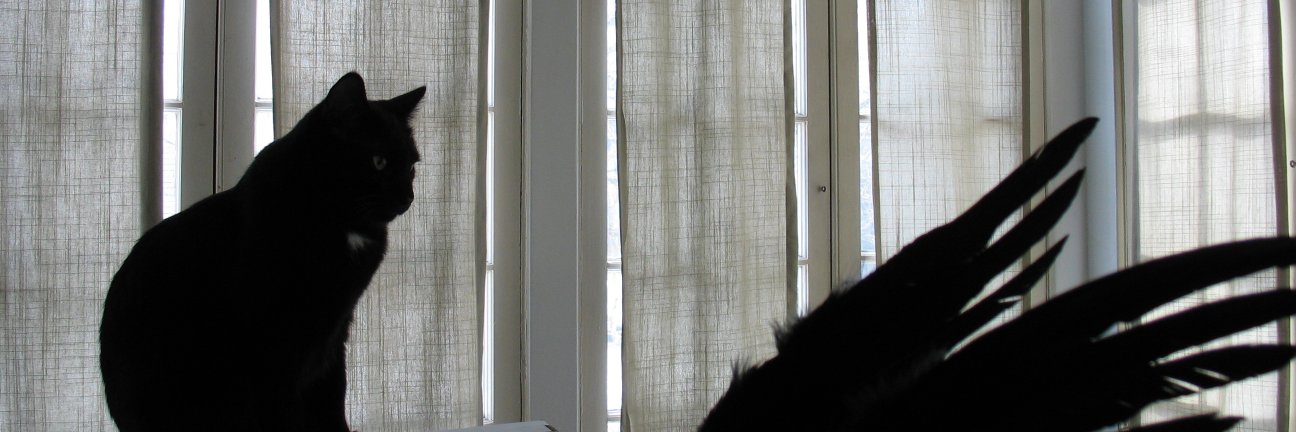 Audrey Niffenegger banner