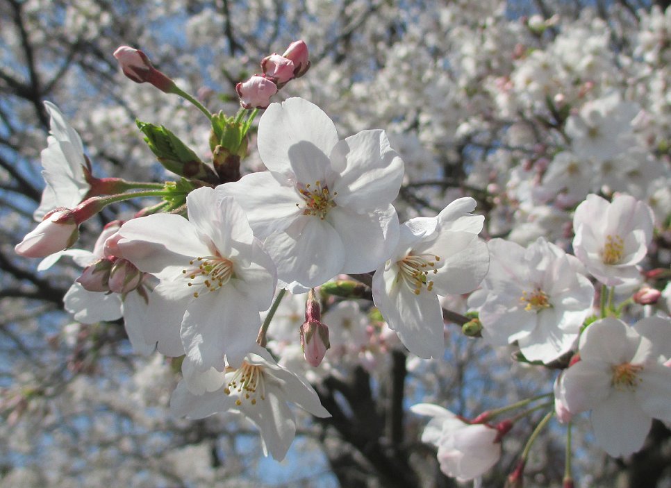 隼人(Hayato) banner