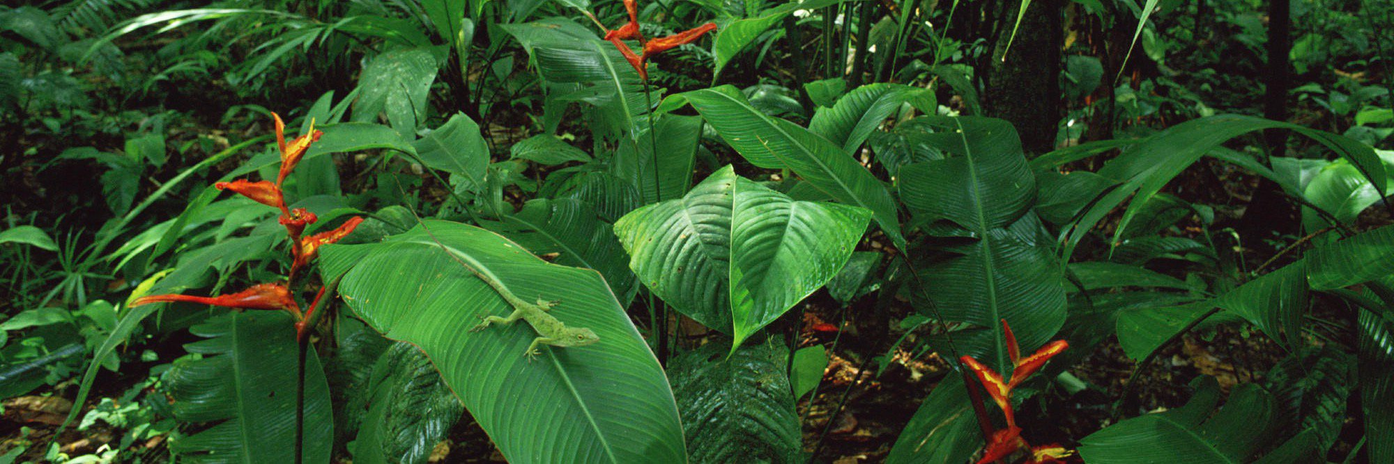 Christian Spanish CR banner