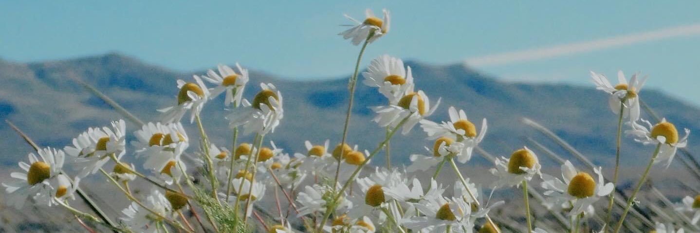 marcuirolo's profile banner image