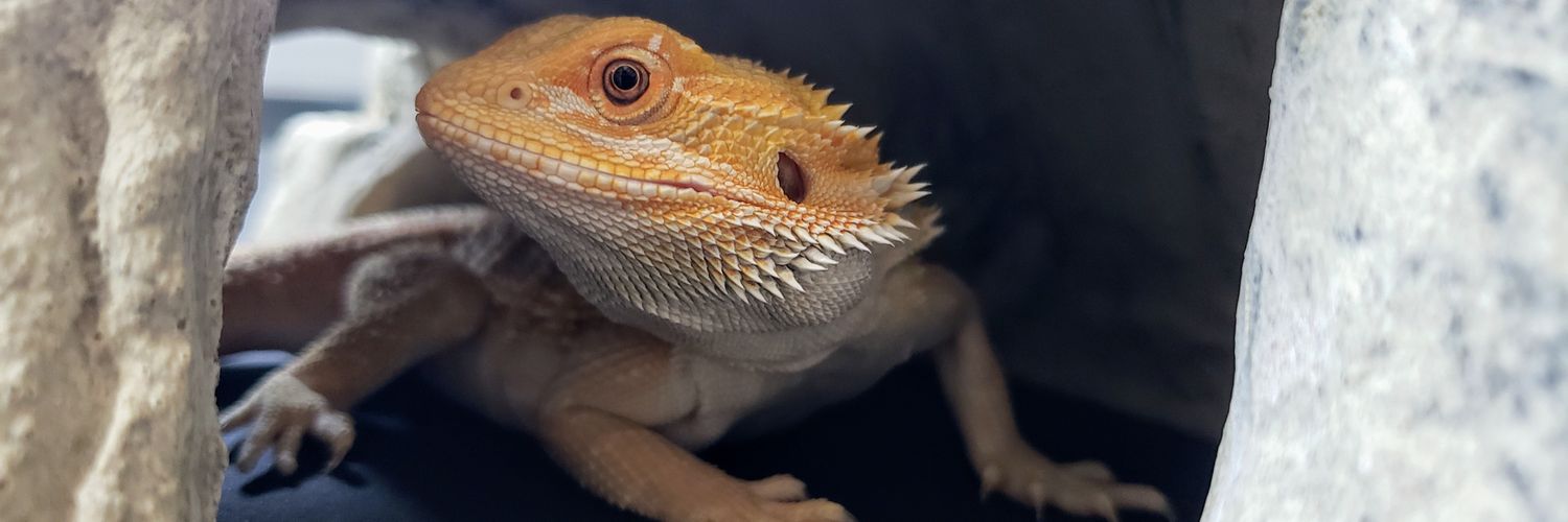 maybeitszachh's profile banner image