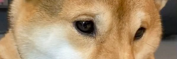 CommentatorSoph's profile banner image