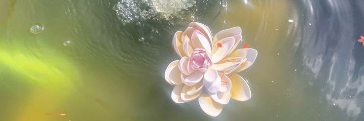 individual . banner