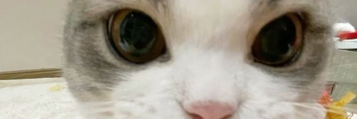 hallow (on bit on ragey)'s banner