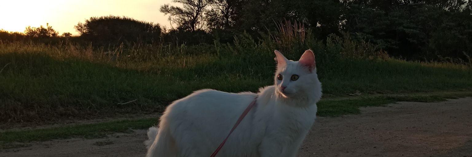 RoLebrini's profile banner image