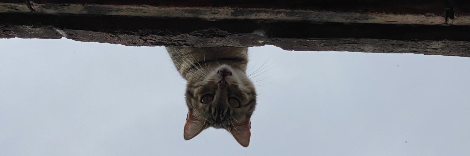 Cuanticat's profile banner image