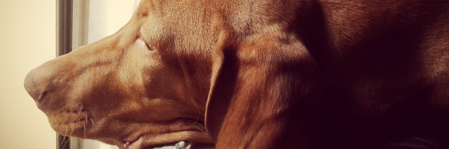 TitiConte's profile banner image