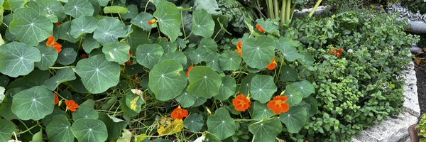 danielparscale Profile Banner