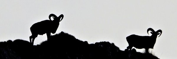 javileptic Profile Banner