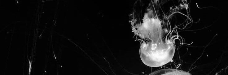 quackity428's profile banner image
