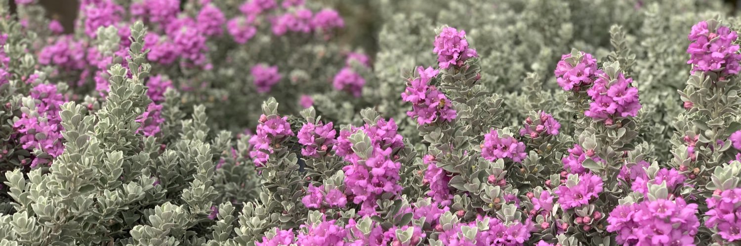 Clinton Lester banner