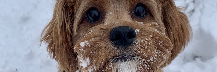 teamCornBread9's profile banner image