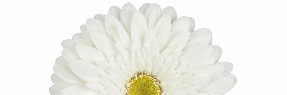 FlowerAssociation banner