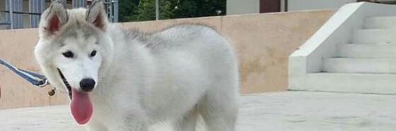 charmanking's profile banner image