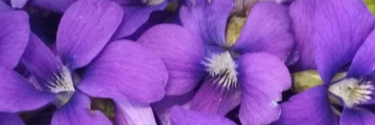 Steffanie_Scott's profile banner image