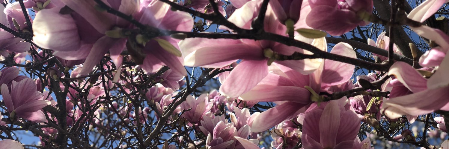 Rachel Filippi banner