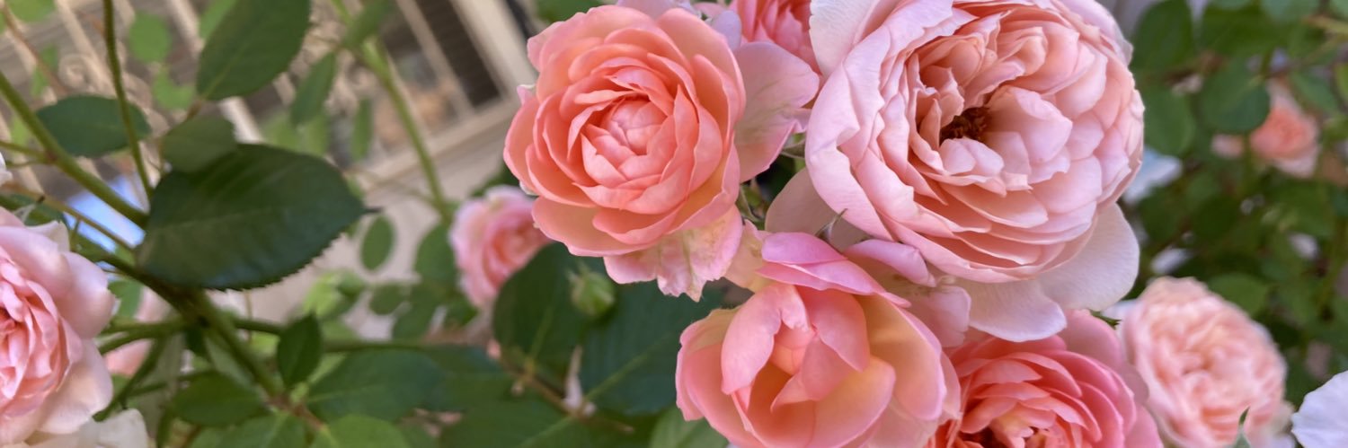 flwrgrrl's profile banner image