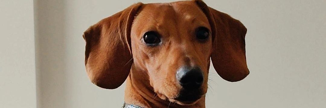 Aguspoblette's profile banner image