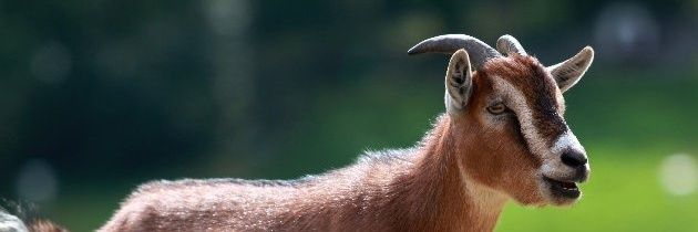 ambitious peasant banner