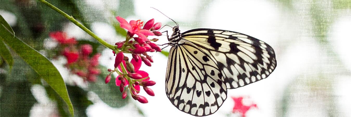 Sarah Moonier banner