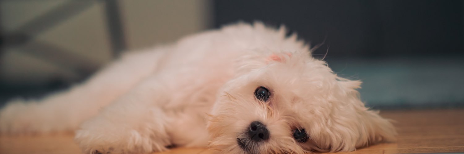 mmizzuuu's profile banner image