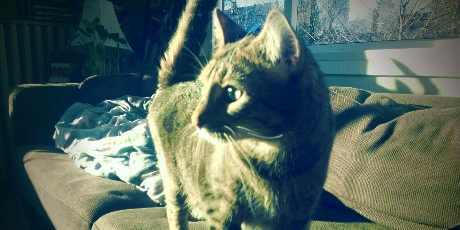 felixHcat's profile banner image