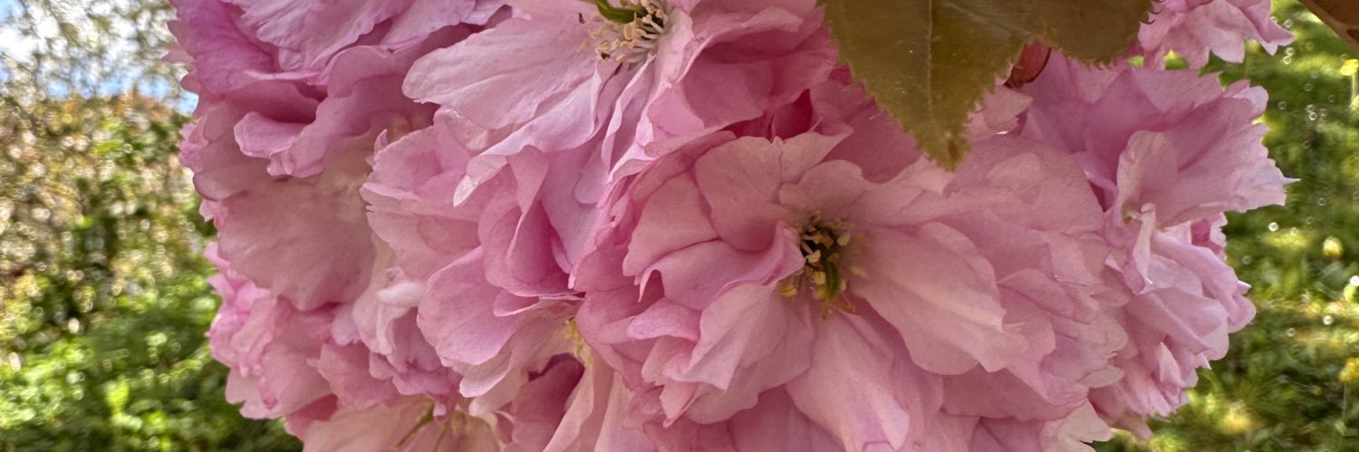 Orange& Cherry banner