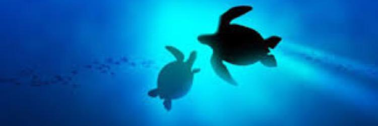 schotter4's profile banner image
