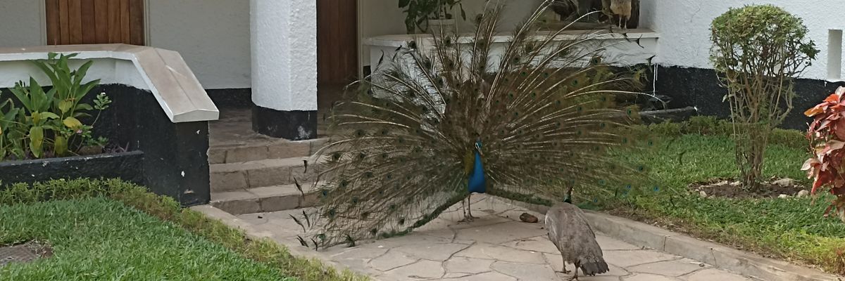 ckatete's profile banner image