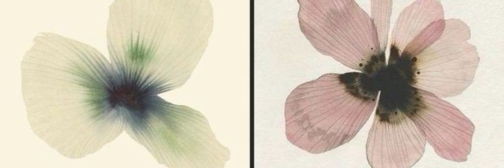 dewyrses's profile banner image