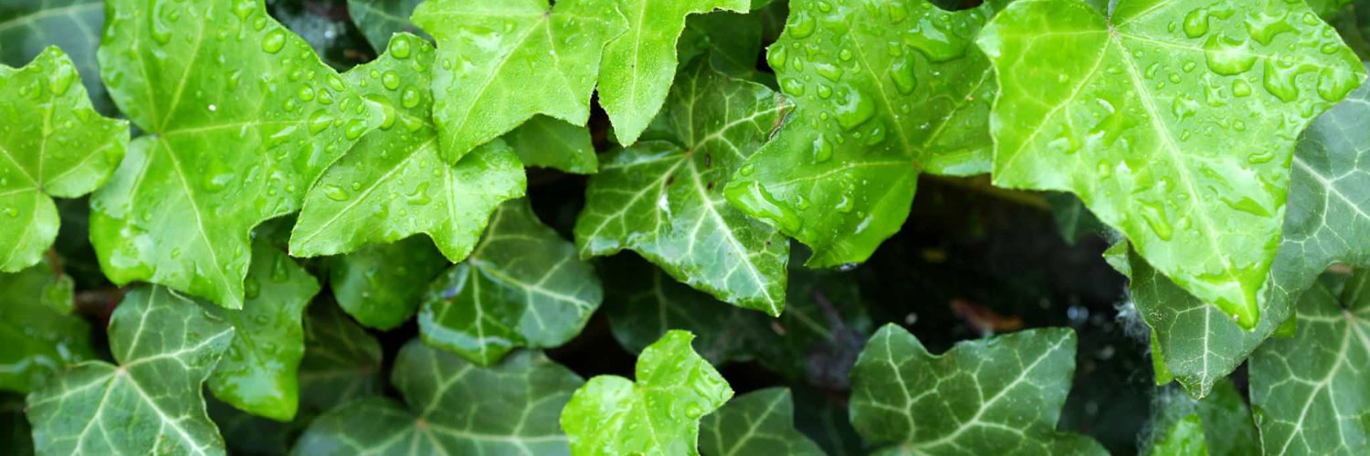 Jonas Bäckelin banner