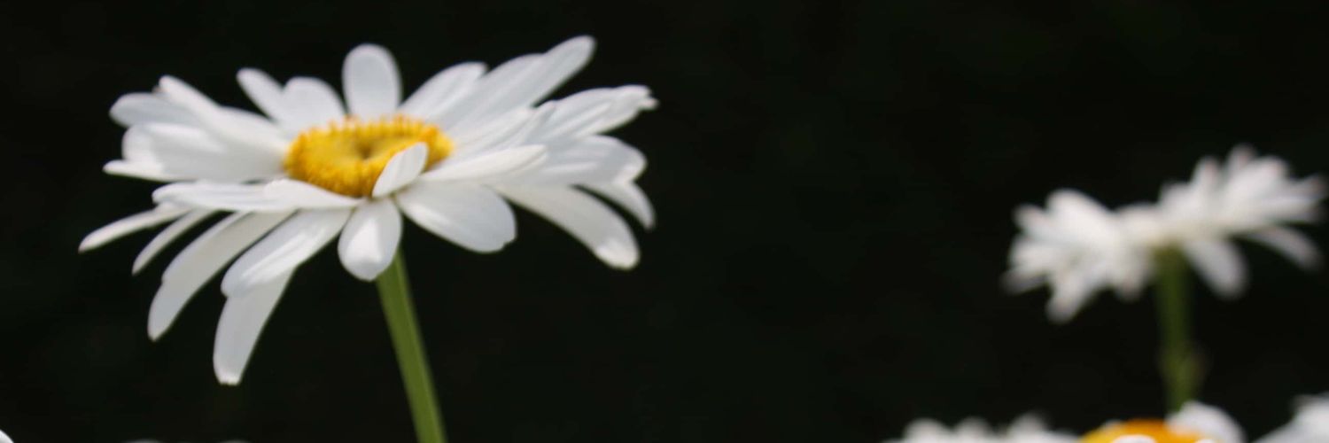 Veyyra_'s profile banner image