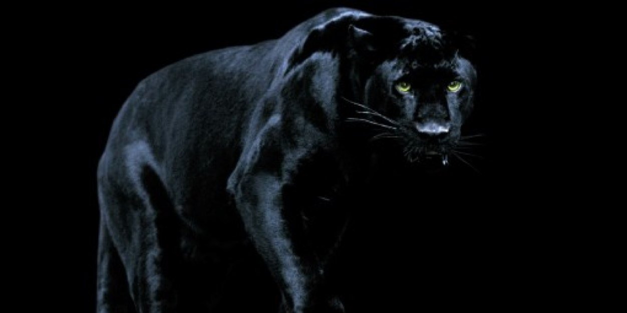 Q النمر الاسود Q banner