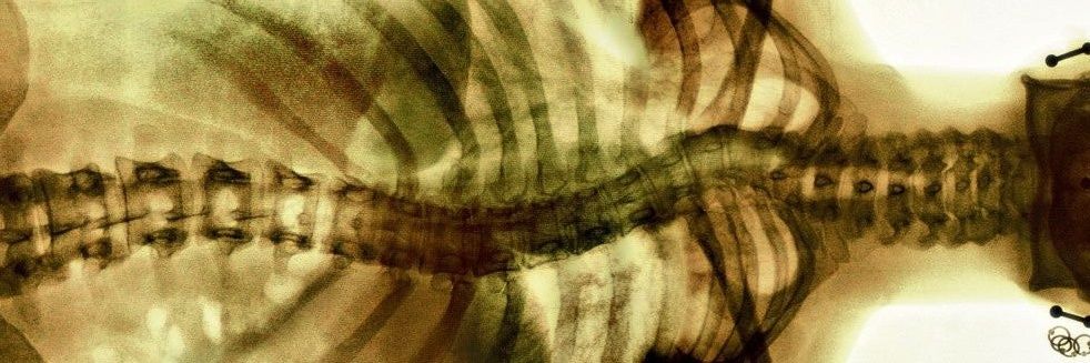 l'🐜 banner